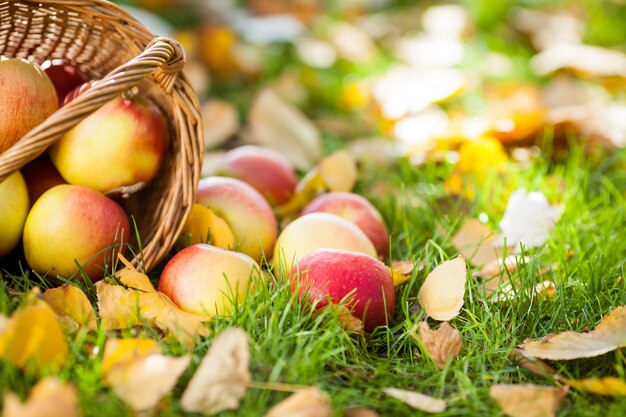 Manzanas rojas jugosas esparcidas sobre hojas amarillas. Concepto de cosecha de otoño