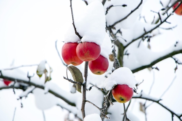 Foto manzanas rojas maduras en un árbol en la nieve