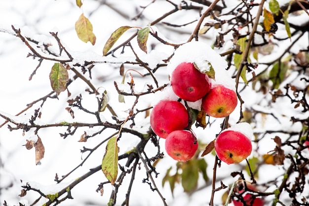 Manzanas rojas maduras en un árbol en la nieve