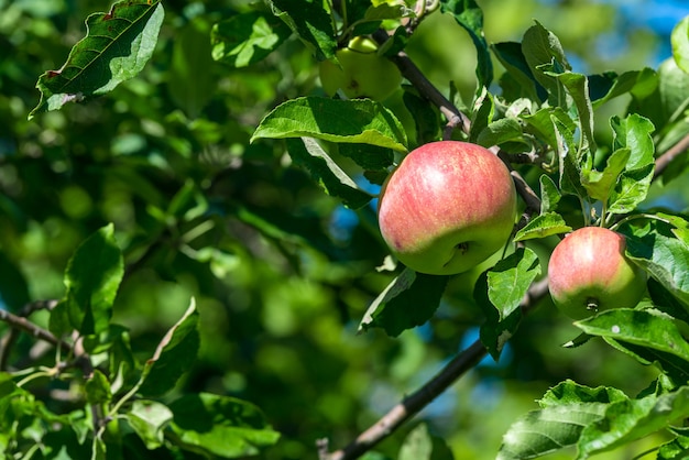 Manzanas rojas maduras crece en una rama entre el follaje verde