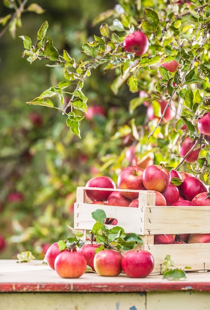 Manzanas rojas maduras frescas en caja de madera en la mesa de jardín.