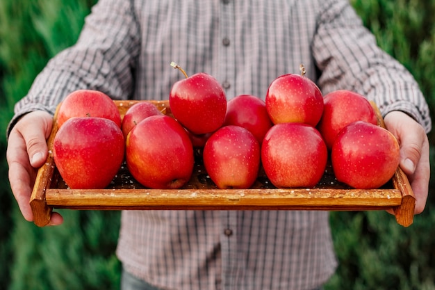 Manzanas rojas maduras frescas en caja en manos masculinas manzanas rojas crudas cosecha de otoño