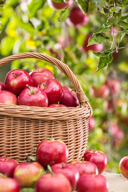 Manzanas rojas maduras frescas en canasta de madera en la mesa de jardín.