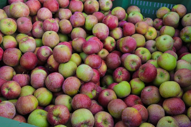 Manzanas rojas maduras frescas como fondo