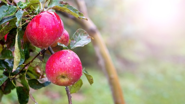 Manzanas rojas maduras con gotas de lluvia en el jardín de un árbol, espacio de copia