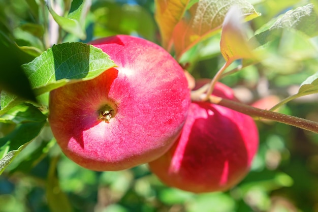 Manzanas rojas maduras en huerto, manzano