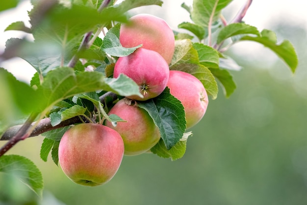 Manzanas rojas maduras en el jardín en un árbol Cosecha de manzanas