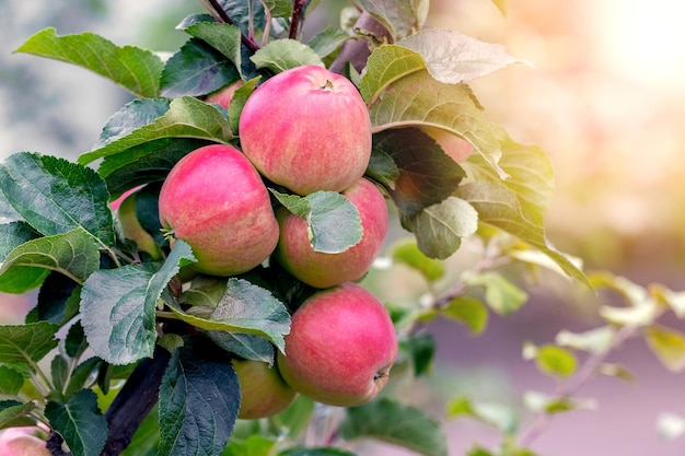 Manzanas rojas maduras en el jardín en un árbol Cosecha de manzanas