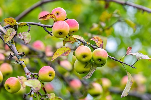 Manzanas rojas maduras en el jardín en un árbol Cosecha de manzanas