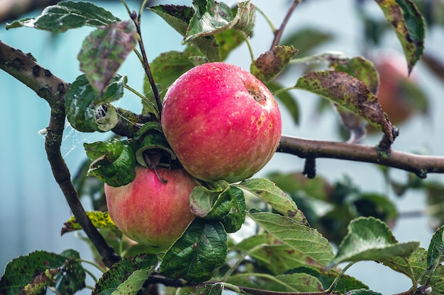 Manzanas rojas maduras en el jardín de un árbol en otoño