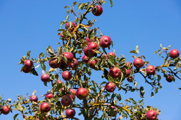 Manzanas rojas maduras y jugosas suspendidas de un árbol