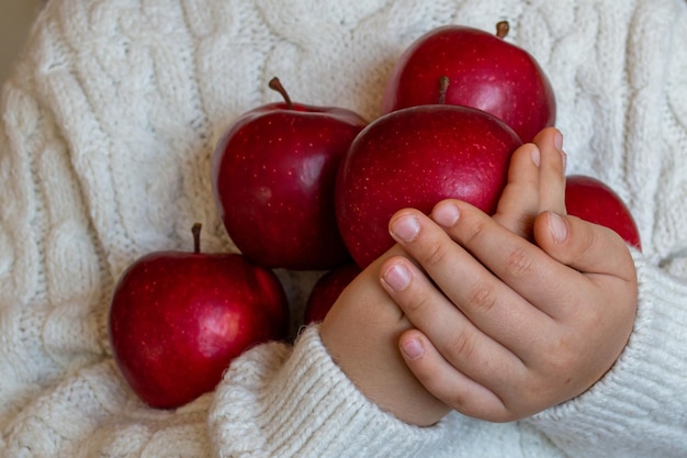 Manzanas rojas maduras en manos de un niño con un suéter de punto blanco