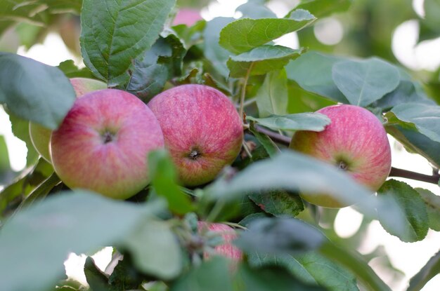 Manzanas rojas maduras en una rama de árbol.