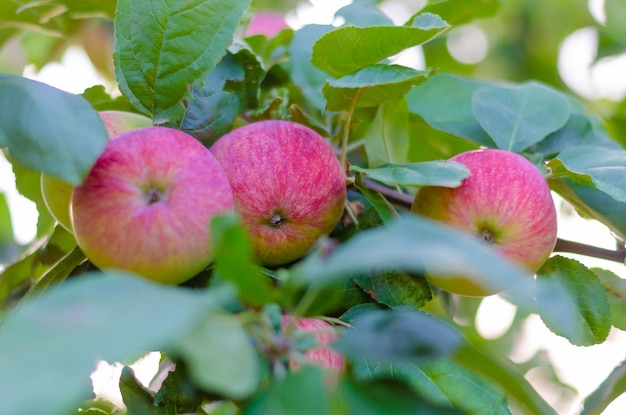 Manzanas rojas maduras en una rama de árbol.