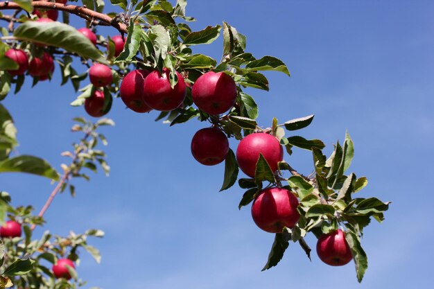 Manzanas rojas maduras en rama de árbol