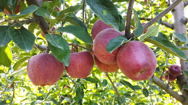 Manzanas rojas maduras en una rama lista para cosechar imagen