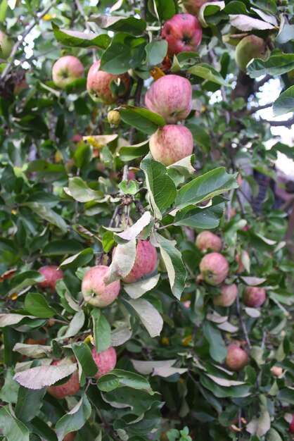 Manzanas rojas maduras en la rama de un manzano en el jardín