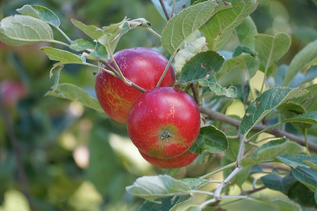 Foto manzanas rojas maduras