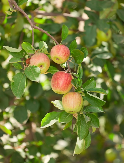 Manzanas rojas en manzano