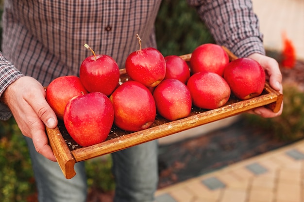 Manzanas rojas orgánicas maduras frescas en una caja de madera en manos masculinas. Cosecha otoñal de manzanas rojas para alimentos o jugo de manzana sobre un fondo de jardín. Cosecha de frutos. Comida sana.