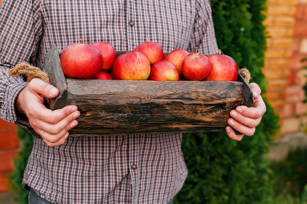 Manzanas rojas orgánicas maduras frescas en caja de madera en manos masculinas. Cosecha de otoño de manzanas rojas para la alimentación