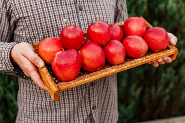 Manzanas rojas orgánicas maduras frescas en caja de madera en manos masculinas.