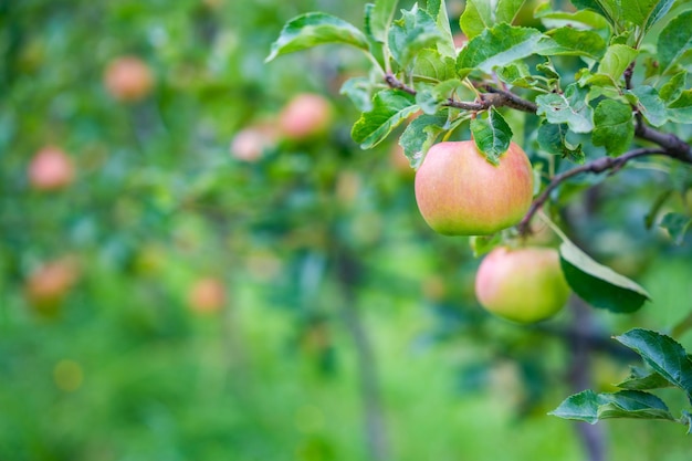 Manzanas rojas en una plantación de manzanas en la ciudad de San Pietro, Tirol del Sur, Italia