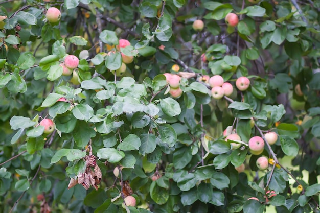 Manzanas rojas en la rama de un árbol en el jardín de verano.