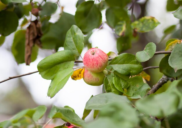 Manzanas rojas en la rama de un árbol en el jardín de verano.