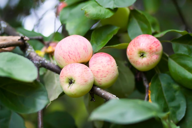 Manzanas rojas en la rama de un árbol en el jardín de verano.