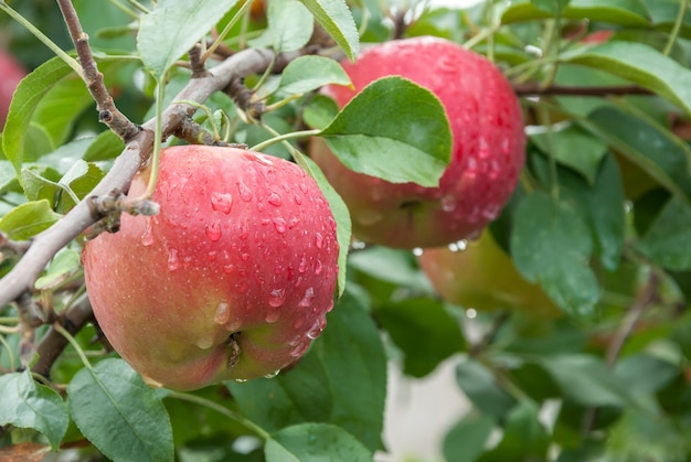 Manzanas rojas en una rama con gotas de lluvia, listas para ser cosechadas. Enfoque selectivo