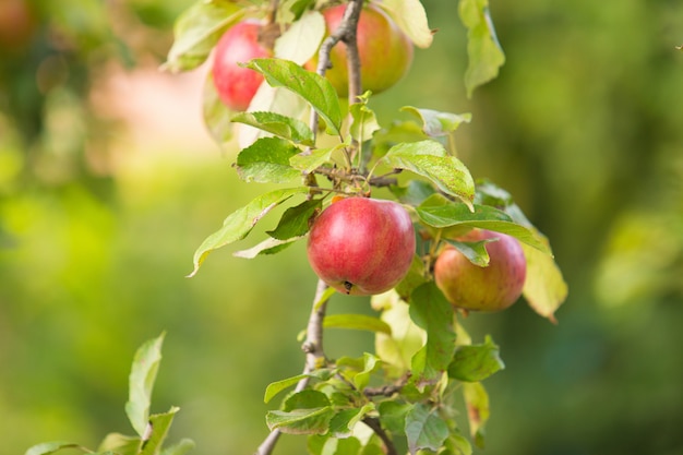 Foto manzanas rojas en rama de manzano