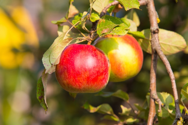 Manzanas rojas en rama de manzano