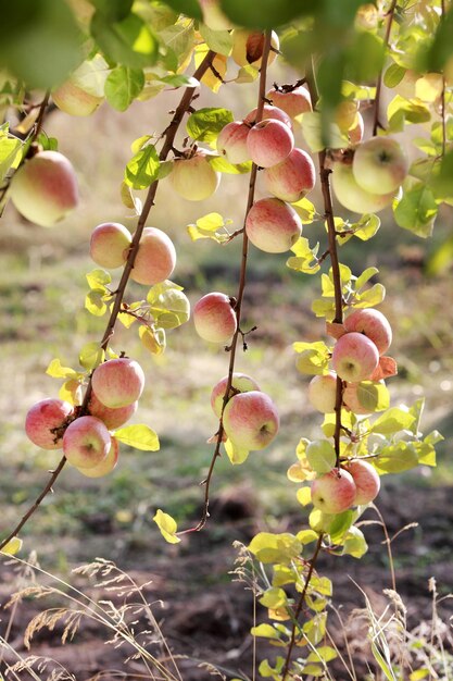 Manzanas rojas en rama de manzano