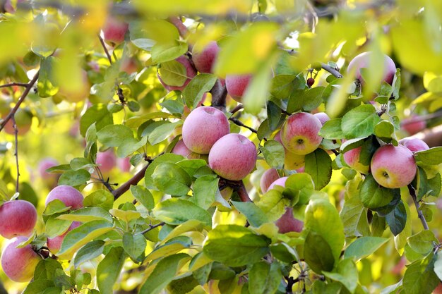 Manzanas rojas en rama de manzano