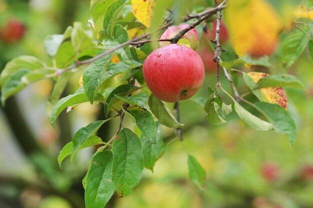 Manzanas rojas en rama de manzano