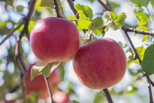 Manzanas rojas en rama de manzano