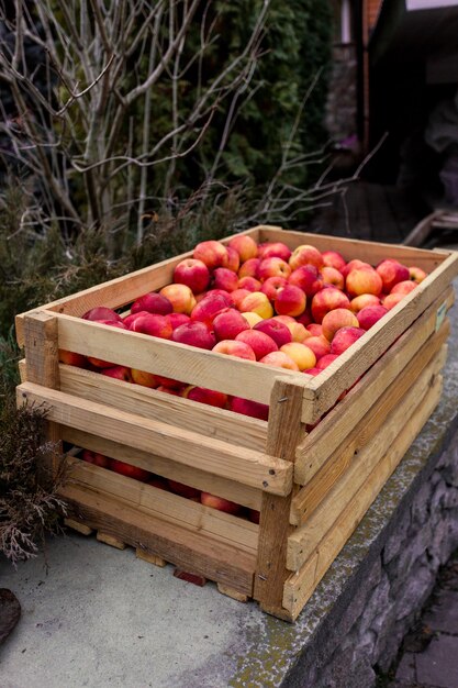 Manzanas rojas recién cosechadas en una gran caja de madera