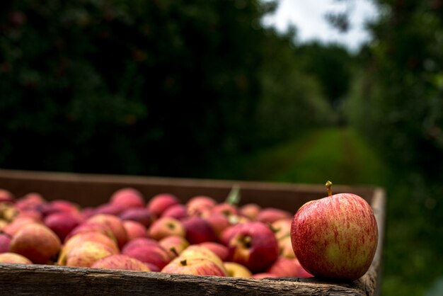 Manzanas rojas recogidas de la finca y seleccionadas en la caja, listas para ser vendidas. Producto organico.