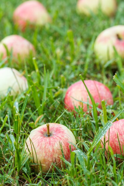 Manzanas rojas sobre la hierba. Fondo de otoño - manzanas rojas caídas sobre la hierba verde en el huerto. Manzana roja fresca en la hierba del jardín. Poca profundidad de campo