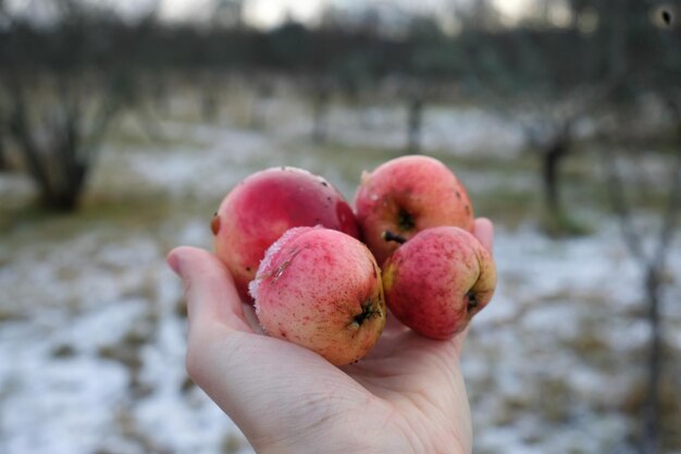 Manzanas rojas de una variedad tardía de cerca en una mano con un jardín de invierno borroso en el fondo