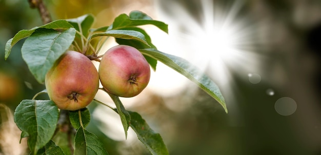 Manzanas rojas y verdes madurando en un árbol en un huerto sostenible en una granja en un campo remoto desde abajo Cultivando frutas frescas y saludables para nutrición y vitaminas en tierras agrícolas