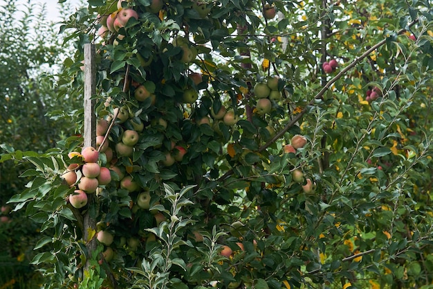 Las manzanas rosadas maduran en un árbol en una plantación de frutas