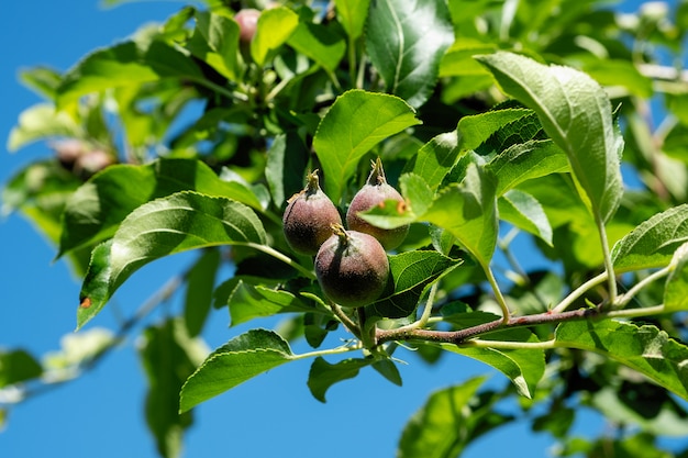 Las manzanas son jóvenes verdes en un árbol en un cielo