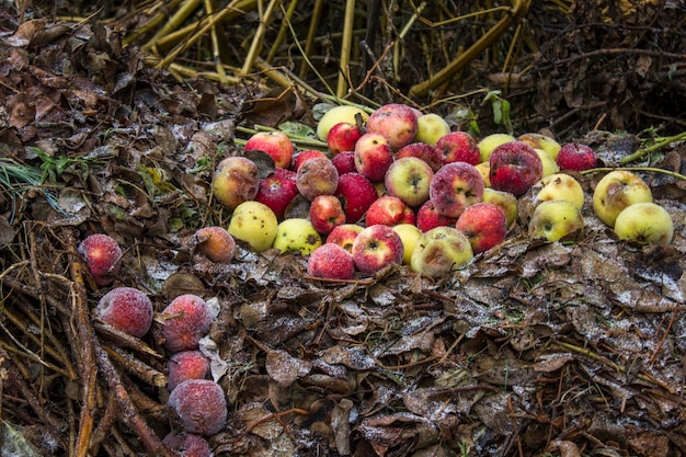 Manzanas en el suelo cubiertas de nieve