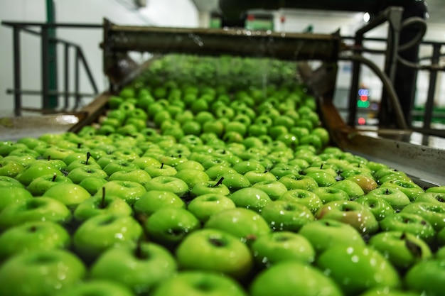 Manzanas verdes en foco. Agricultura y producción de manzanas ecológicas. Proceso de producción y distribución de Apple. Limpieza de manzanas en agua corriente en una máquina automatizada en la industria manufacturera