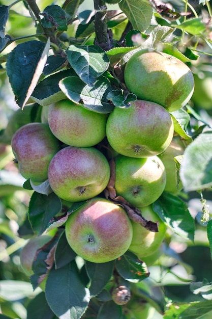 Manzanas verdes frescas en un árbol