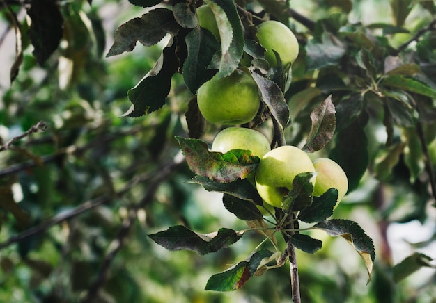 Manzanas verdes frescas en un árbol