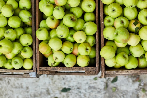 Manzanas verdes frescas en la cosecha de cajas de madera