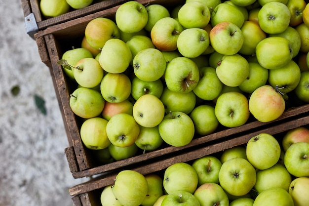 Manzanas verdes frescas en la cosecha de cajas de madera